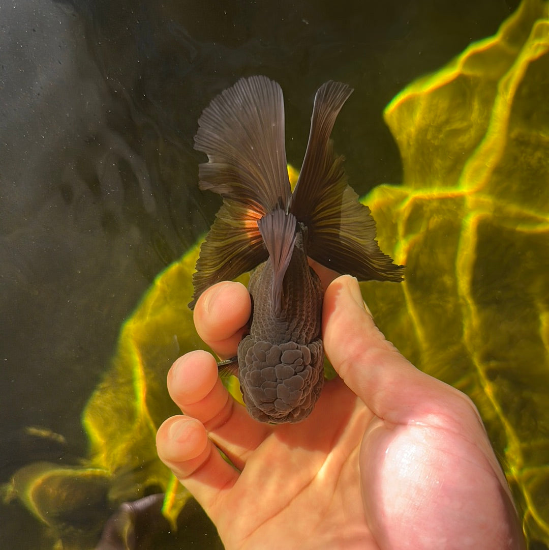 Oranda macho negro de grado A de 3,5 a 4 pulgadas n.º 0908OR_15