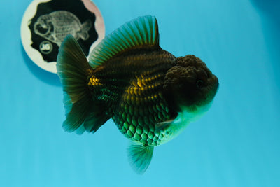 AAA Grade Copper Yuanbao Female 4.5-5 inches #0524YB_12