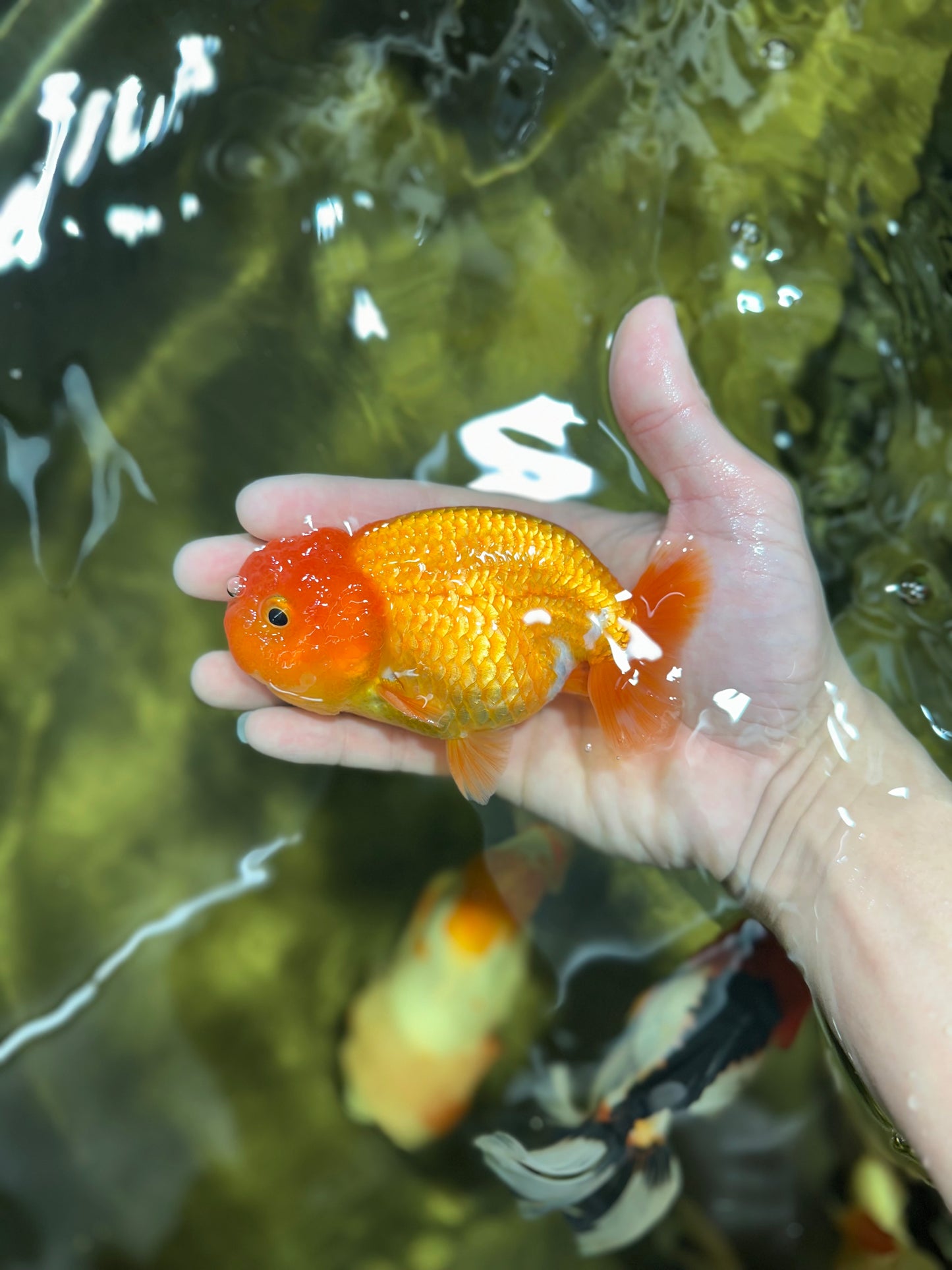Super Cute Red White Lionchu Male 4.5 inches #030725LC_04
