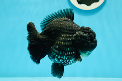 SHOW Grade Blue Godzilla Yuanbao Mâle 4,5 pouces #121523YB_03