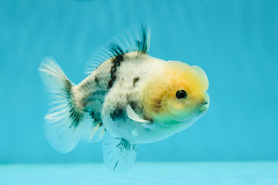 Yuanbao mâle à tête de citron marbré de 3,5 à 4 pouces #1110YB_07