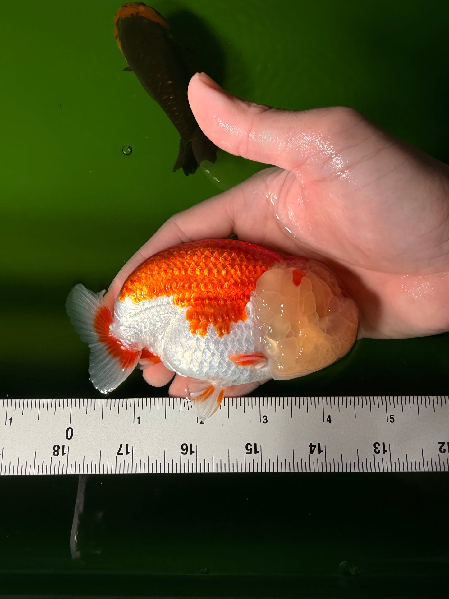 BIG WEN A Grade Red White LionQueen 4.5 inches #041026LC_15