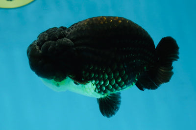 A Grade Black LionKing 4.5 inches #052325LC_19