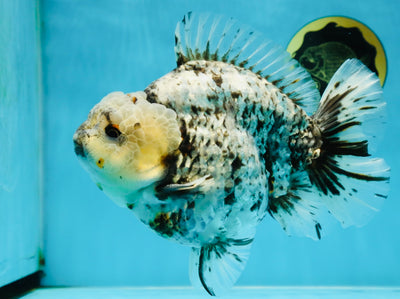 MONSTER AAA Grade White Tiger Yuanbao Male 7-7.5 inches #042525_01