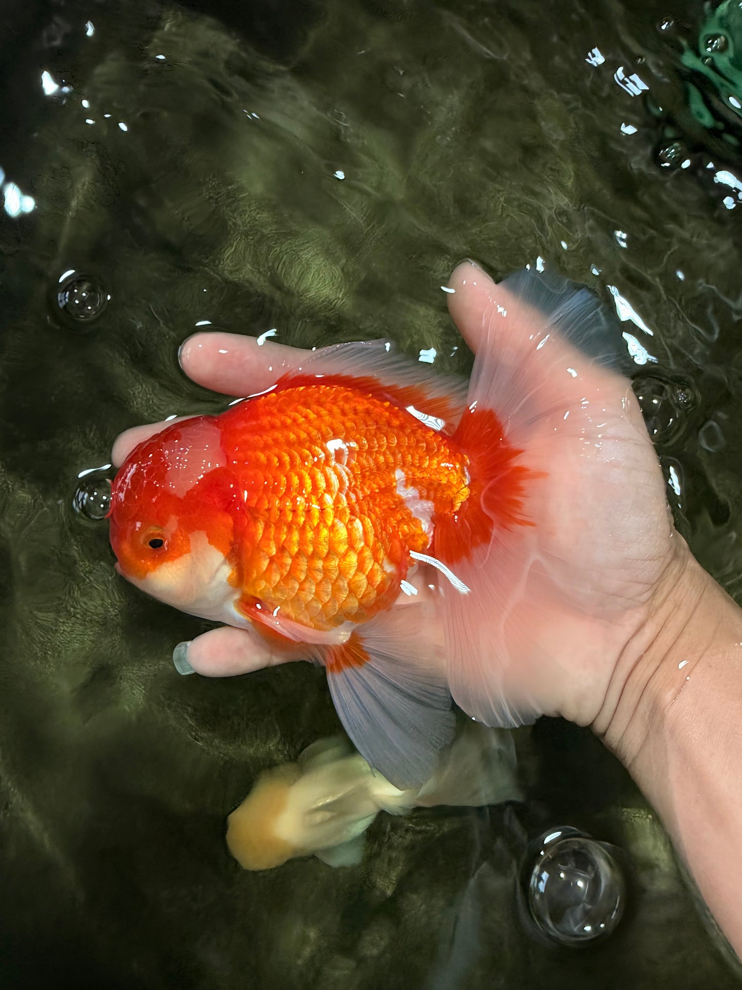 A Grade Red White Oranda Male 6 inches #081426OR_11