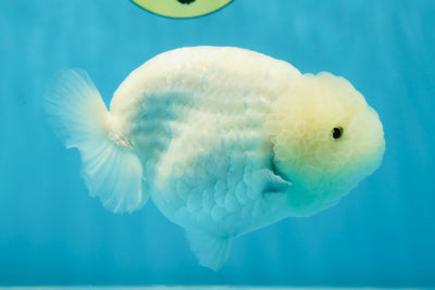 RARE A Grade Sakura Snow White LionQueen 5-5.5 inches #050225LC_13