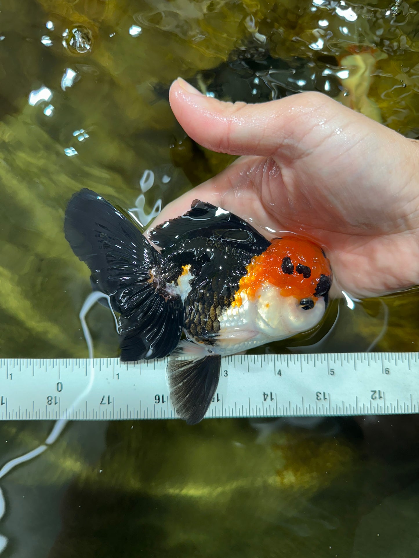 Tricolor Oranda Male 4.5-5 inches #053025OR_23
