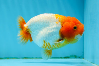 A Grade Fluffy Wen Red White LionKing 4.5 inches #013125LC_05