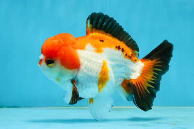 Tricolor Yuanbao Male 4.5 inches #062725YB_10