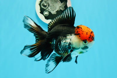 Tomato Head Tricolor Oranda Male 5-5.5 inches #0510OR_06