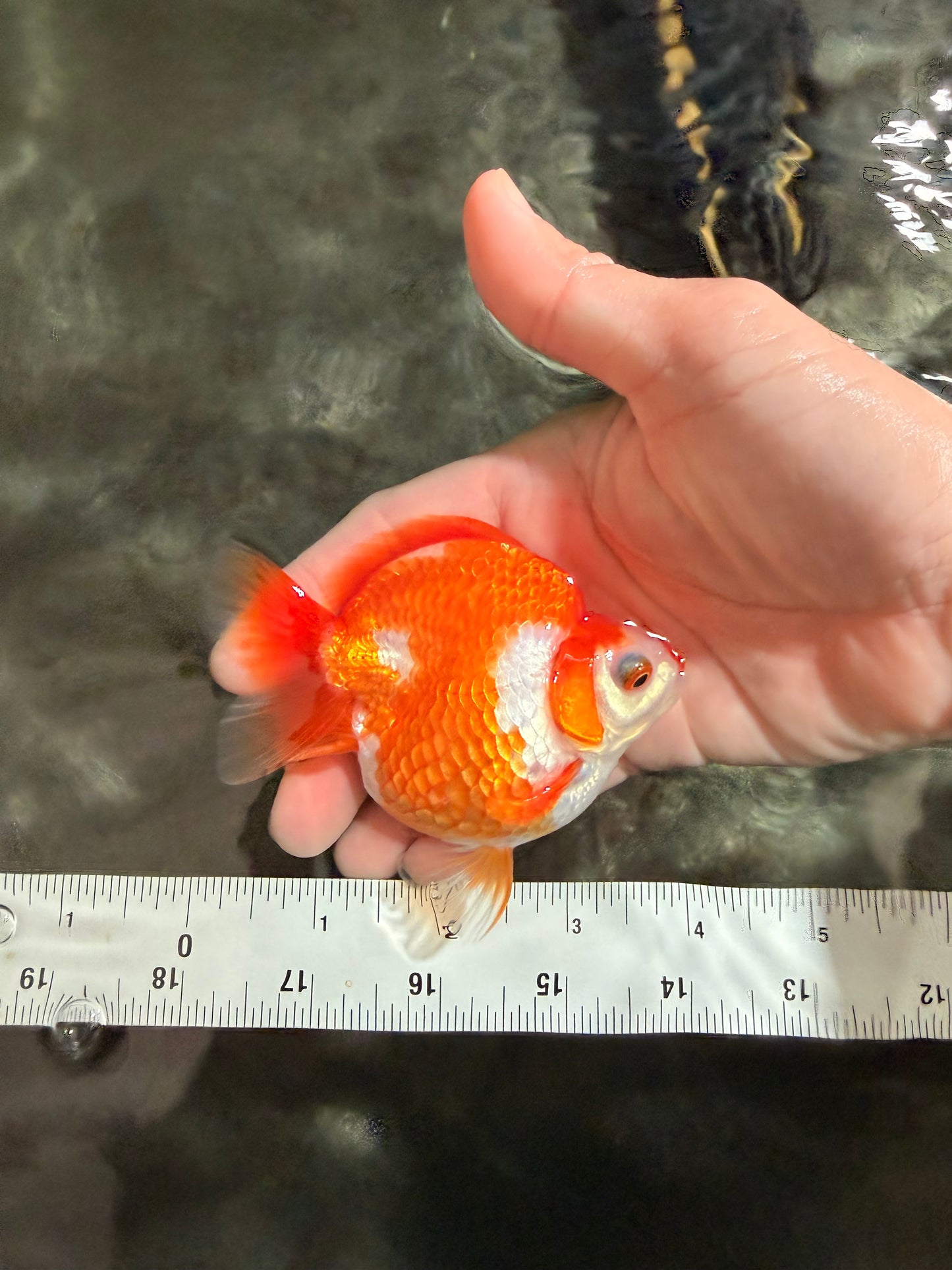 A Grade Red White Ryukin Female 3.5-4 inches #041726RK_02