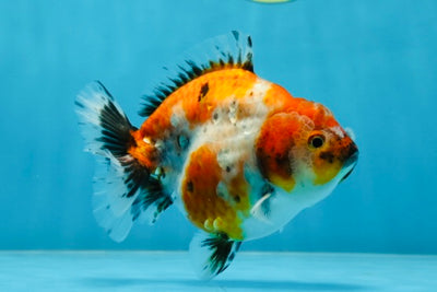 A Grade Chunky Calico Yuanbao Male 4.5 inches #022825YB_22