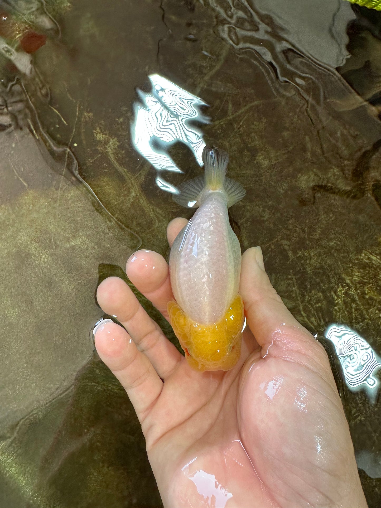 A Grade Lemonhead LionQueen 4 inches #070425LC_13