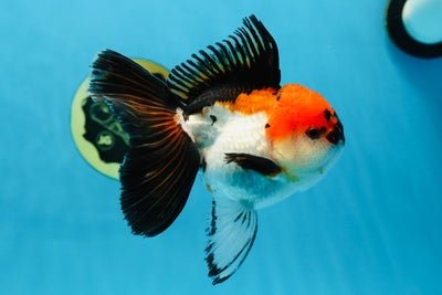 🌋 A Grade Lava Tricolor Oranda Male 5 inches #022125OR_08