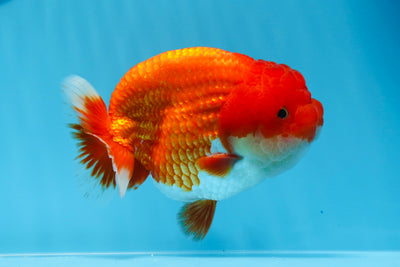 León de fuego rojo y blanco de grado AAA de 5 pulgadas, n.° 0628LC_33