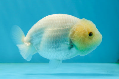 A Grade Baby White LionQueen 3.5-4 inches #031425LC_01