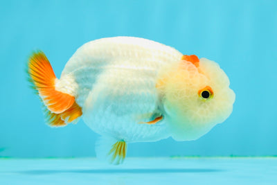 😙 Baby Big Wen Red White Lionchu Female 3.5 inches #0301LC_06