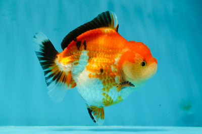 AAA Grade Chunky Tricolor Yuanbao Female 4 inches #1110YB_15