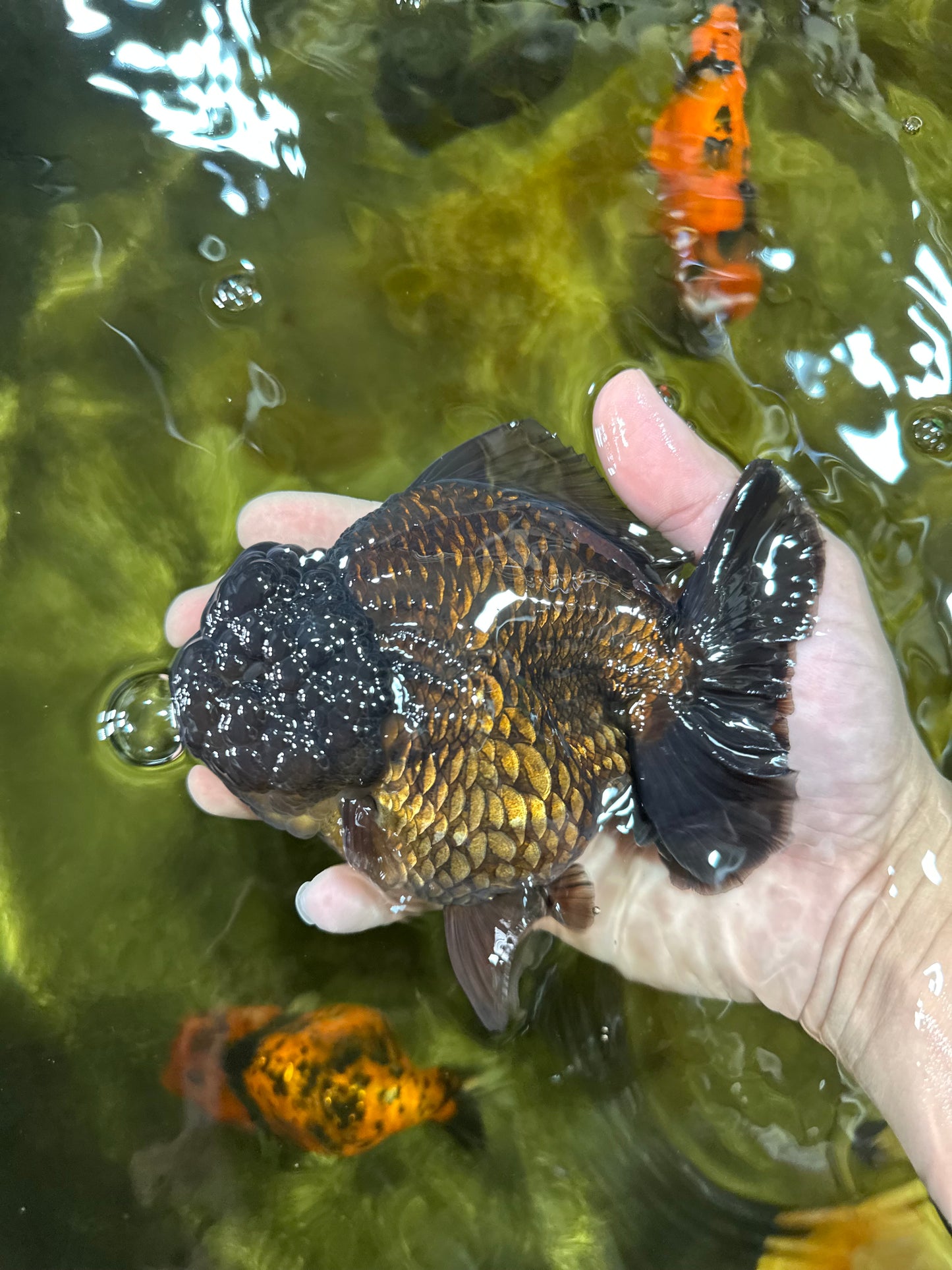 AAA Grade Godzilla Black Yuanbao Female 5-5.5 inches #050925YB_22