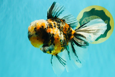 CHUBBY A Grade Calico Tiger Oranda Male 6-6.5 inches #091826OR_04