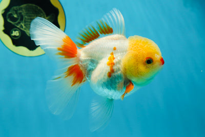 A Grade Red White Oranda Female 5 inches #050925OR_36