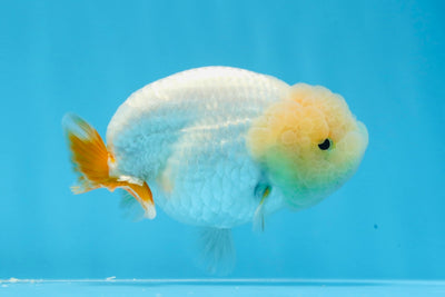 Cute Red White Lemonhead Lionchu Female 4 Inches #0621LC_01