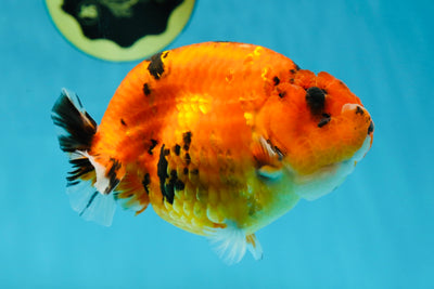 AAA Grade Cow Tiger LionKing 5 inches #050925LC_01