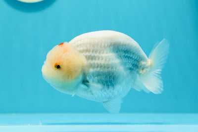 Red White Lucky Point Lionchu Male 4-4.5 inches #0531LC_09