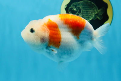 Sakura Breeze Blue Base LionChu Female 4-4.5 inches #020725LC_06