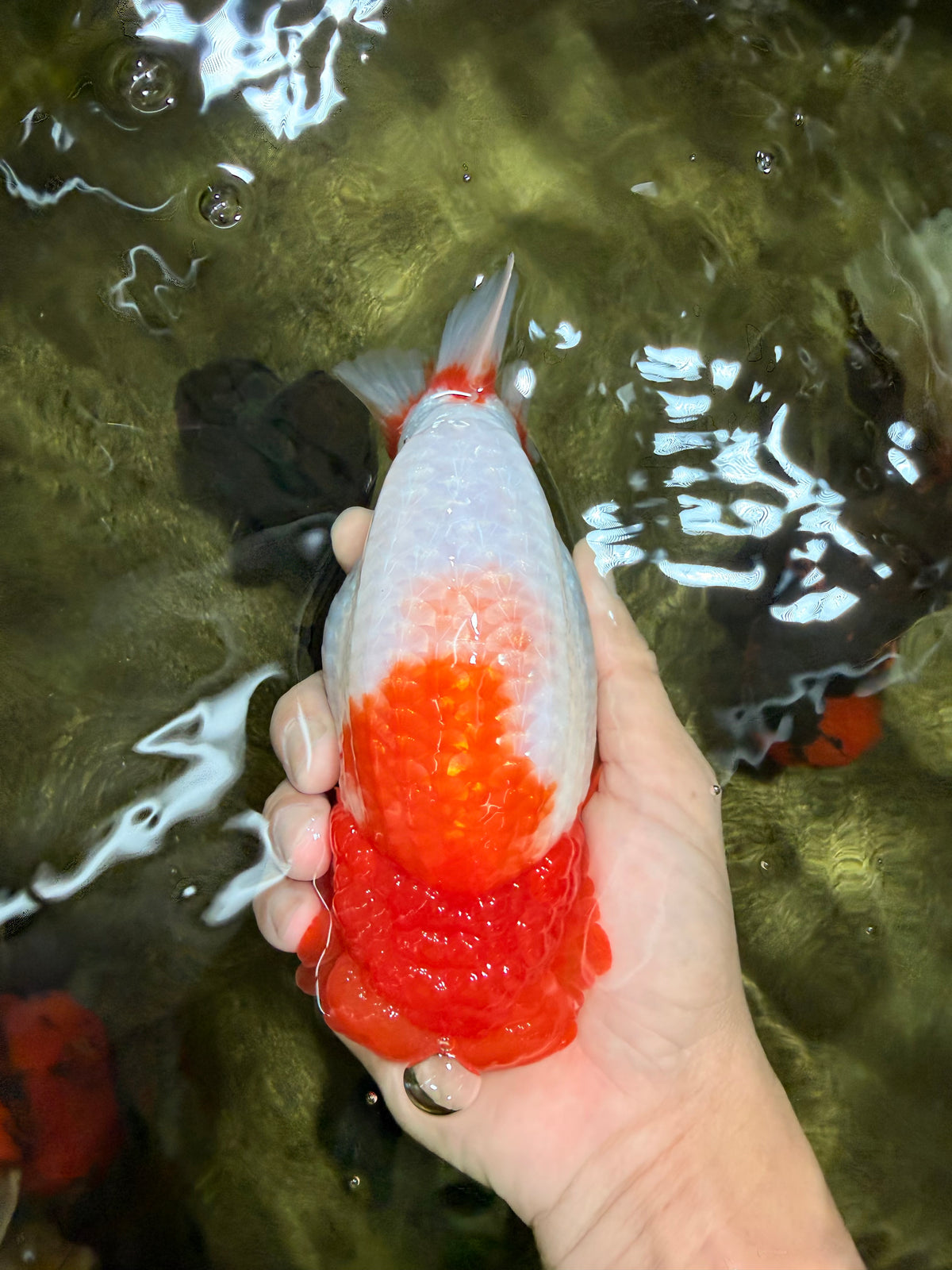 BIG WEN A Grade Red Head Red White Buffalo Ranchu Female 6 inches #101626RC_23