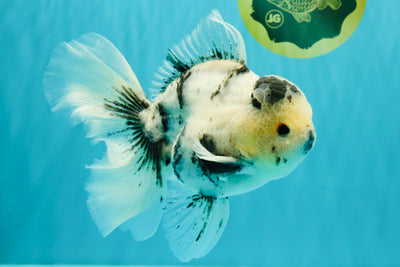 A Grade Two Face Marble Oranda Male 6-6.5 inches #072426OR_11