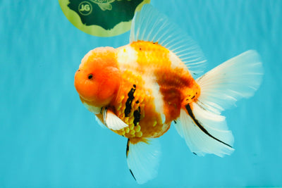 CHONKY A Grade Sakura Oranda Male 6 inches #070326OR_13