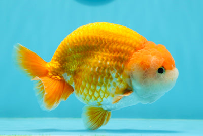 New ✨ Lovely Red White Color Lionchu Male 5 inches #0419LC_04