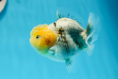 Granit à tête de citron Yuanbao femelle 3,5 pouces #1103YB_06