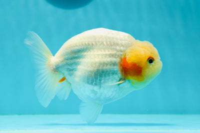 Little Chicken Nuggets Lionchu Male 4.5-5 inches #0329LC_09