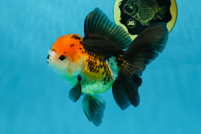 A Grade Tricolor Oranda Female 5-5.5 inches #030725OR_16