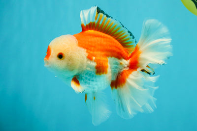 A Grade Red White Oranda Male 6 inches #041726OR_20