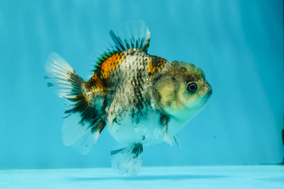 Granit Kirin de qualité A Yuanbao femelle 3,5 à 4 pouces #1110YB_03