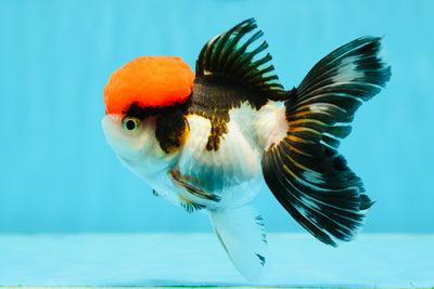 Red Head Tricolor Oranda Male 4 inches #121523OR_12