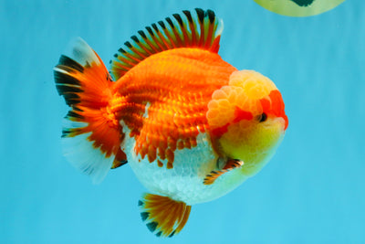 SUPER AAA Grade Godzilla Red White Yuanbao Male 5.5 inches #022026YB_03