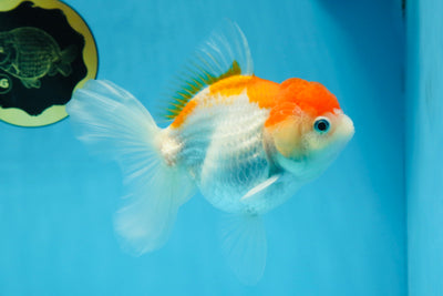 A Grade ADORABLE Red White Oranda Female 5.5 inches #072525OR_18