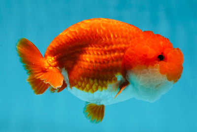 A Grade Red White LionQueen 4.5-5 inches #052325LC_22