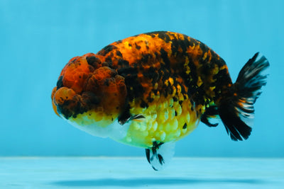 A Grade Tiger LionKing 4.5-5 inches #071125LC_03