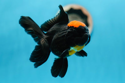 A Grade Lava Head Tricolor Oranda Male 4.5 inches #0825OR_10