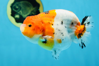 A Grade Freckled Chubby Calico LionKing 4.5 inches #062025LC_07