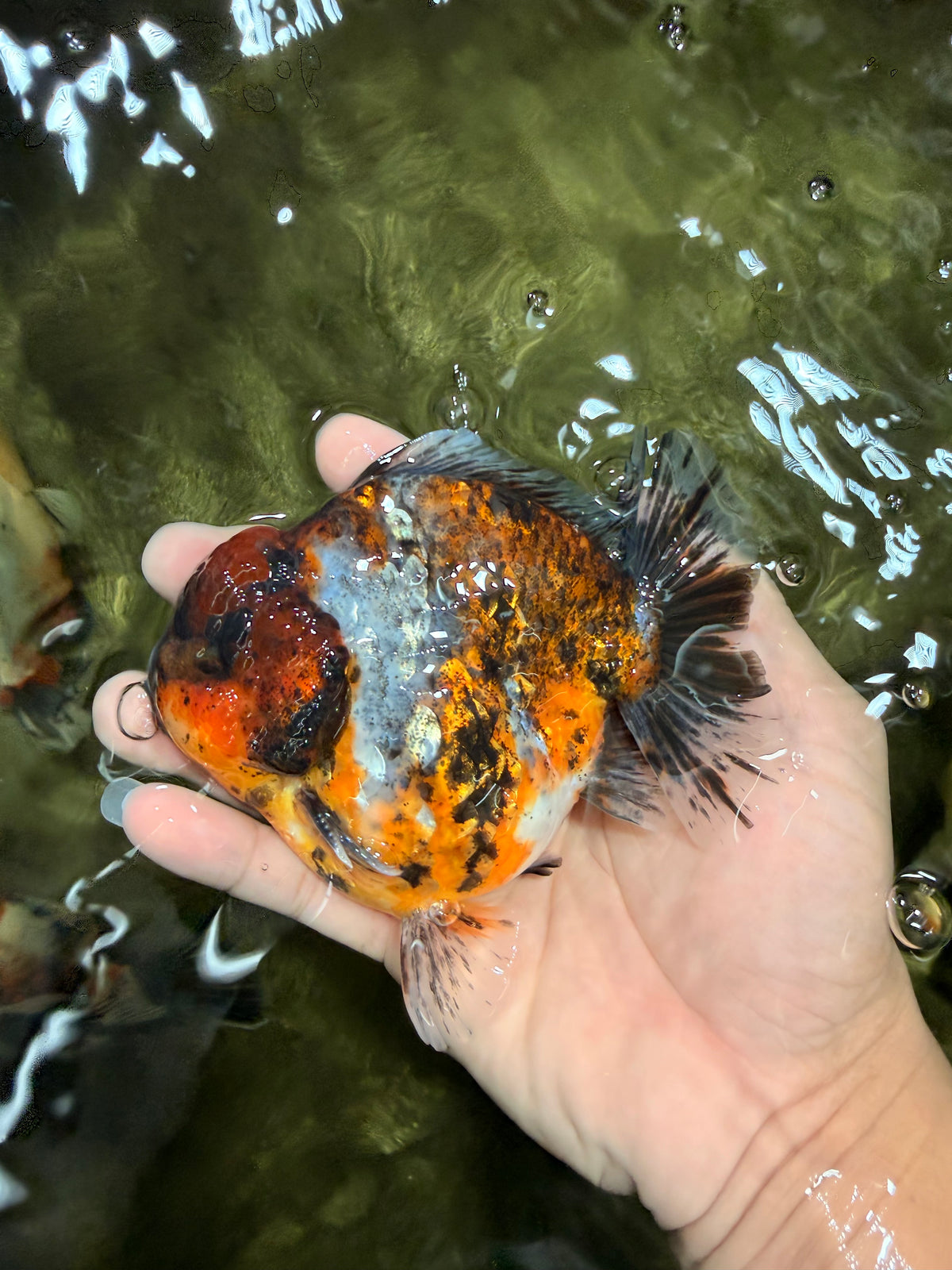 AAA Grade Calico Tiger Yuanbao Male 4.5 inches #100226YB_07