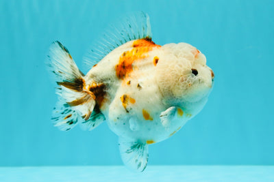 A Grade Calico Yuanbao Male 5-5.5 inches #032026YB_17