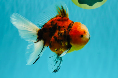 A Grade Marble Oranda Male 6 inches #072426OR_14