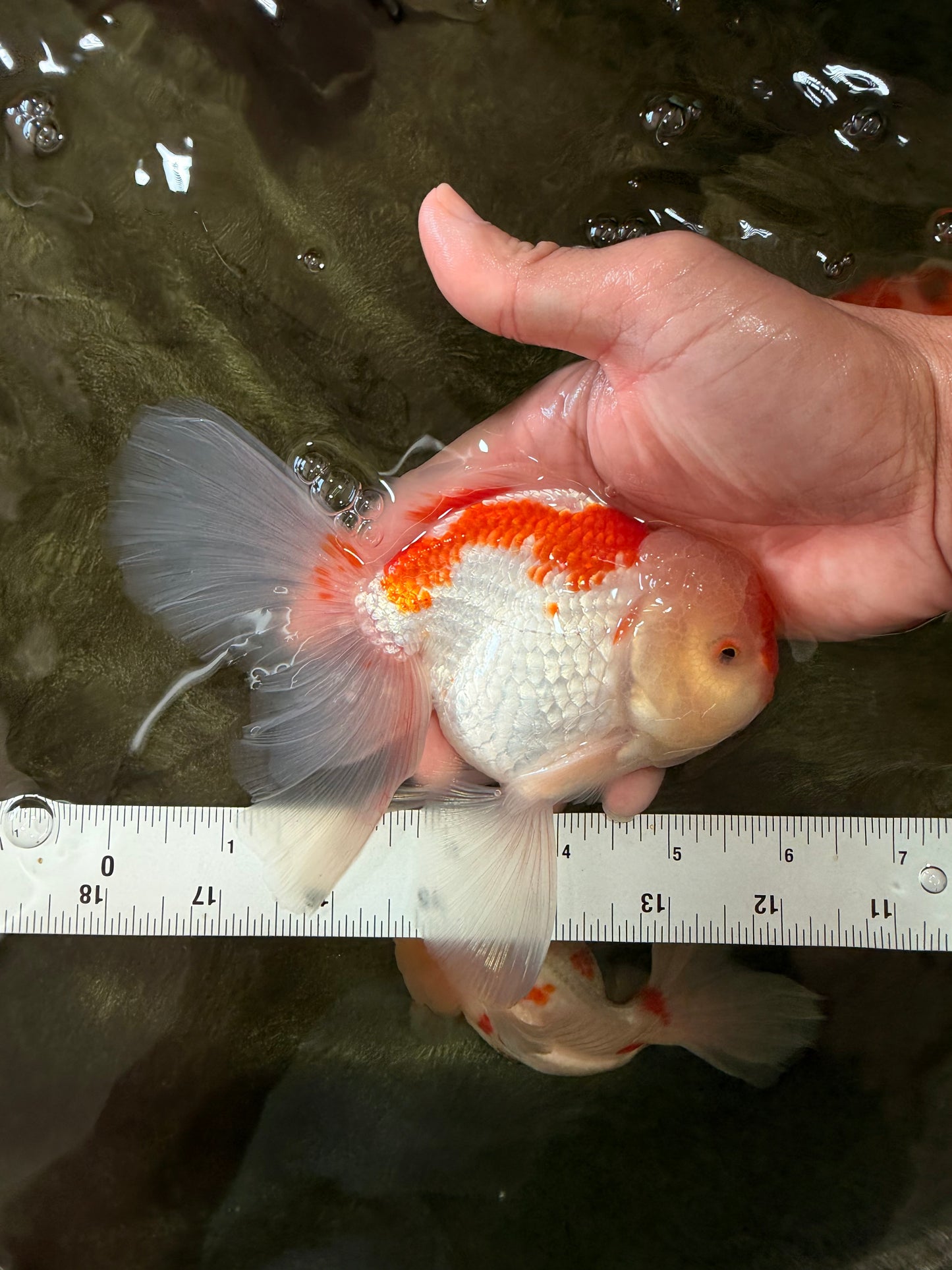 A Grade Red White Oranda Male 5.5-6 inches #082126OR_04