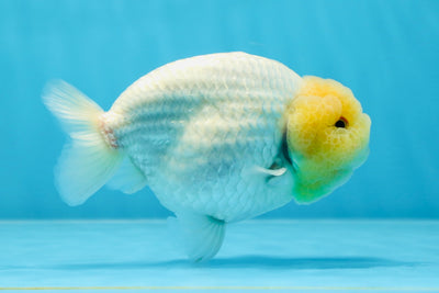 A Grade Golden Puff Lemonhead LionKing 4.5-5 inches #020725LC_10